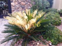 Tree Fertilizing